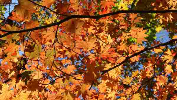 高尾山の紅葉をゆったり楽しむ為のコツ