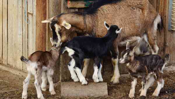 榛葉賀津也の家庭生活 