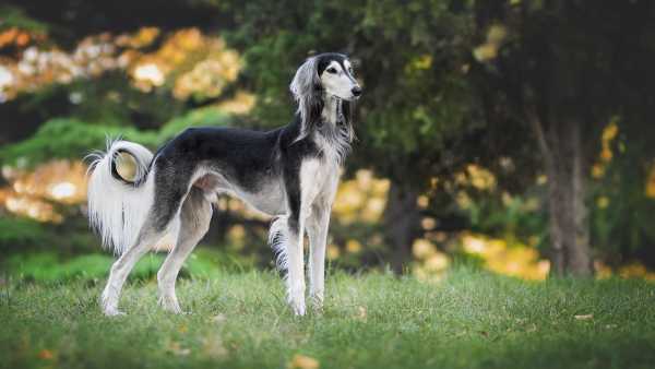 和菓子の名前でペットにつけるとかっこいい物は？