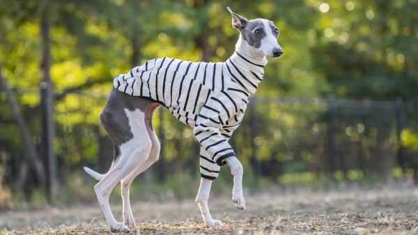 和菓子の名前でペットにつけるとおしゃれな物は？