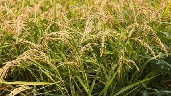 鈴木鷹子の夫の学歴と経歴は？ 