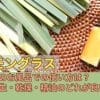 レモングラスのお風呂での使い方は？生・乾燥・精油のどれが良い？