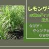 レモングラスの種はダイソーで買える？セリア・キャンドゥ・ワッツは？