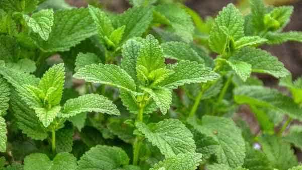 レモングラスの代用食材は？ 